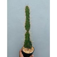 ราคา โอพันเทียสามร้อยยอด (Opuntia monacantha) (22379429946)