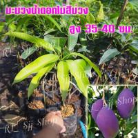 ราคา 1 ต้น ต้นพันธุ์มะม่วงสายพันธุ์ใหม่ ” มะม่วงน้ำดอกไม้สีม่วง “ ต้นเสียบยอด สูงประมาณ 35-40 ซม.ต้นแข็งแรงพร้อมจัดส่ง (10211820165)
