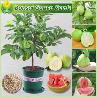 ราคา เมล็ดพันธุ์ ฝรั่ง เมล็ดฝรั่ง บรรจุ 100 เมล็ด Bonsai Guava Seeds บอนไซ ต้นผลไม้ เมล็ดผลไม้ พันธุ์ผลไม้ เมล็ดพันธุ์ผลไม้ (28510496790)