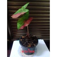 ราคา บอนสี นางไหม บอนสีนางไหม กระถาง 5 นิ้ว (11553175986)