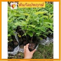 ราคา ต้นกัลปพฤกษ์​ กัลปพฤกษ์​ต้นไม้​มงคล​ สูง​ 15-25​ ซม. (22228572914)