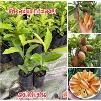 ราคา ต้นละมุดกระสวยมาเลย์ เพาะเมล็ด 4ต้น80บาท (26812900139)