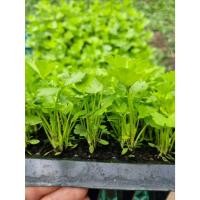 ราคา ต้นกล้า ขึ้นฉ่าย ต้นละ 10บาท ซื้อ 10แถม 2 คึ่นช่าย ใบคล้ายผักชีแต่โตกว่า พืชที่มีคุณค่าทางอาหารมาก กลิ่นฉุน ขึ้นฉ่ายเ (24490034003)