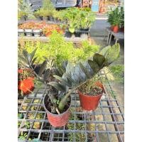 ราคา กวักมรกตดำใบดำสนิทเงาสวยแท้กระถาง4-5นิ้ว (22123586616)