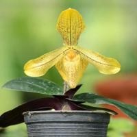 ราคา รองเท้านารีเหลืองสิงขร Paphiopedilum josianae กล้วยไม้รองเท้านารี (6144729230)