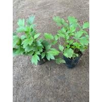 ราคา จิงจูฉ่าย 1มัด 10ต้นฟรี5ต้น ทุกออเดอร์ จิงจูฉ่ายรากใหญ่ จิงจูฉ่ายออเเกรนิค สมุนไพรจิงจูฉ่าย (24196131412)