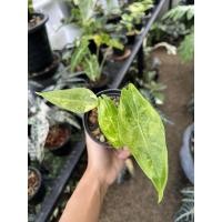 ราคา พญาจงอางด่างขาวสามสี (22209631655)