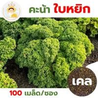 ราคา เมล็ดพันธุ์ คะน้าใบหยิก เคล (Kale Seed) ผักตระกูลคะน้า ปลูกง่าย ปลูกได้ตลอดทั้งปี (1 ซอง 100 เมล็ด) (19873412900)