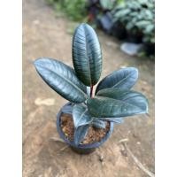 ราคา ต้นยางอินเดียดำ สูง 30 ซม. (11114929424)