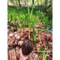 ราคา พันธุ์มะพร้าวน้ำหอมแท้ บ้านแพ้ว (4852576988)