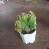 ราคา ต้นหยกนำโชค เเคสตัส หนกนำโชควิมาน หยกนำโชค (4568778117)