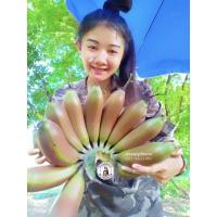 ราคา หน่อกล้วยนากยักษ์ทองผาภมูิ (17583592424)