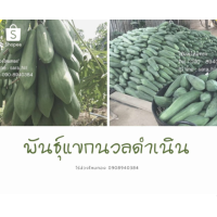 ราคา เมล็ดมะละกอพันธุ์​แขกนวลดำเนินต้นเตี้ย​ 50 กรัม พร้อมส่ง (7979483299)