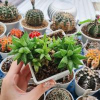 ราคา Haworthia ฮาโวเทีย (4029448084)