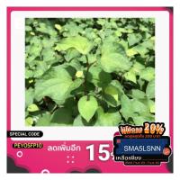 ราคา พลูคาว ต้นพลูคาว คาวตอง พืชสมุนไพร พร้อมปลูก (4938315771)