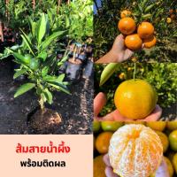 ราคา #ส้มสายน้ำผึ้ง หรือส้มโชกุน 1ต้น (29233620350)