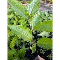 ราคา ต้นเสาวรสม่วงไทนุง/ซื้อ 5 แถม1ถุง/ผลสีม่วงรสหวาน (9104884061)