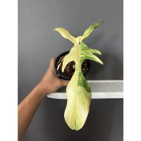 ราคา ต้นก้ามกุ้งด่าง (Philodendron Florida Beauty) ต้นจริงพร้อมส่ง (14718832399)