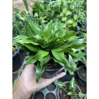 ราคา ต้นวาสนาเก้าชั้นกระถาง4”ปลูกรับทรัพย์ต้นไม้มงคล (3792602366)