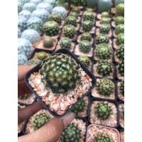 ราคา กระบองเพชร แคคตัส (Cactus) แมมขนนกเหลือง (Mammillaria schiedeana) (4495136215)
