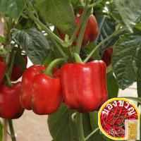ราคา Bell Pepper Seed-Early California Wonder Flower/มักกะโรนี/เสื้อ/อัญมณี/สวน/กุหลาบ/แอปเปิ้ล/กระโปรง/ผักชี/ของเล่น/ QSMN (18959121917)