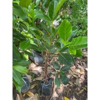 ราคา ต้นขนุนเพชรราชาแบบทาบกิ่ง (41255989272)