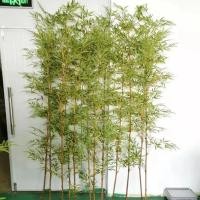 ราคา ไผ่ปลอมแต่งบ้าน ไผ่ต้นใหญ่ ไผ่มงคล ต้นไม้มงคล ต้นไม้ตรุษจีน ต้นไม้แต่งบ้าน(พร้อมส่ง)plant-pp (26172887401)