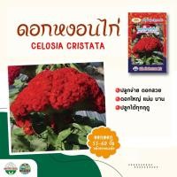 ราคา เมล็ดดอกหงอนไก่ CELOSIA CRISTATA ปริมาณ250เมล็ด ตราภูเขาทอง เมล็ดพันธุ์ดอกหงอนไก่ เมล็ดพันธุ์ดอกไม้ เมล็ดดอกไม้ (6058893736)