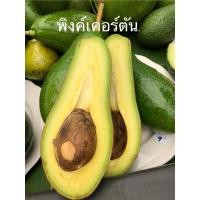 ราคา อโวคาโด้ พิงค์เคอร์ตัน (1 กิโล)คัดพิเศษ เนื้อหนาเต็มคำ อร่อยมัน ปลอดสาร เกษตรอินทรีย์ จากดอยม่อนแจ่ม เชียงใหม่ (18193811411)