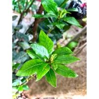 ราคา Laurel Bay Leaf ใบกระวานฝรั่ง (Bay Leaf) ใบเบย์ ใบกระวาน เครื่องเทศสมุนไพรฝรั่ง (27185430660)