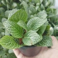 ราคา ต้นพรมออสเตรเลีย ต้นลายเงิน กระถาง 3 นิ้ว (18990033323)