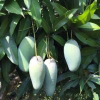 ราคา ต้นมะม่วงเขียวเสวยเสียบยอด100% (3534303737)