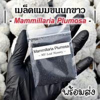 ราคา เมล็ดแมมขนนกขาว เมล็ดขนนก Mammillaria Plumosa เมล็ดแคคตัส (13299654451)