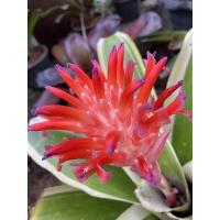ราคา สับปะรดสี Billbergia kyoto ดอกชมพู ขายเป็นหน่อ (14417871323)