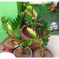 ราคา กวักมรกตด่าง กวักมรกต แบบมีราก รอด100% เลือกต้นได้ (11156326686)