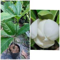 ราคา ต้นยี่หุบ แบบชำกิ่ง ไม้ประดับดอกใหญ่มีกลิ่นหอม ติดดอกทั้งปี (6696452592)