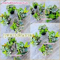 ราคา กุหลาบหินรวม กุหลาบหินลายเสือ succulent (6140504602)