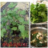 ราคา #ต้นจิงจูฉ่าย มีสรรพคุณยาจีน (4124979359)