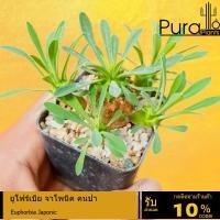 ราคา ต้นยูโฟเบีย ยูโฟเบียจาปอนิก้า Euphorbia Japonica ยูโฟเบียคนป่า #ยูโฟร์เบีย #Euphorbia (7134670467)