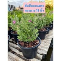 ราคา ต้นนีออนแคระ กระถางไซส์ใหญ่ 11 นิ้ว ทรงพุ่ม (8663300217)