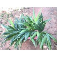 ราคา หมากเขียว ขายเป็นกอ(กอละ~10ต้น) เลื่อนภาพ มีปลายทาง (15434403534)