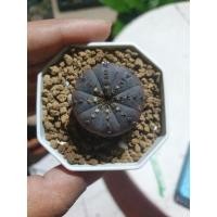 ราคา แคตตัส แฟเรีย แคตตาเนีย (Frailea Castanea Nitens ) (5156387030)