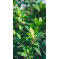 ราคา Helios 44-2 58MM F2 m42 lens Russian (7719526379)