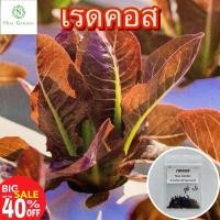 ราคา เมล็ดผักสลัด เรดคอสใบตรง สลัดคอสแดง 100-200 เมล็ด (ซื้อ 5 ฟรี 1 ) (22383655078)