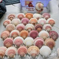 ราคา เปลือกหอยหอยเชลล์ญี่ปุ่นยักษ์ (8ซม.-15ซม.) เปลือกหอยธรรมชาติสําหรับชามอาหารอุปกรณ์ตกแต่ง (40952785294)