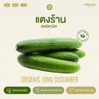 ราคา แตงร้านอินทรีย์ Organic Long Cucumber อินทนิลออร์แกนิคฟาร์ม ปลูกธรรมชาติมาตรฐานเกษตรอินทรีย์ เก็บใหม่ทุกออเดอร์ (22147318276)
