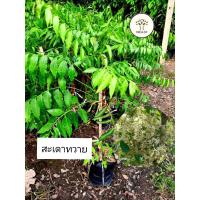 ราคา ต้นสะเดาทวาย สะเดามันทวาย ให้ดอกทั้งปี สะเดา (29104625590)