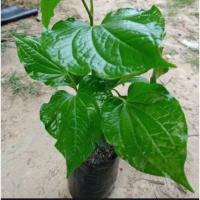 ราคา ต้นชะพลู หรือ ต้นชาพลู (8521628875)