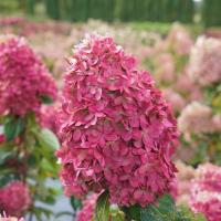 ราคา 20 เมล็ด เมล็ดไฮเดรนเยีย Hydrangea Seeds ดอกไม้ที่สื่อถึงความเข้าใจ สายพันธุ์ Limelight Prime (42622881677)