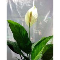 ราคา ต้นเดหลีใบโพธิ์ ต้นเดหลี ต้นกวักทรัพย์ ✨ต้นใหญ่✨ ไม้มงคล ไม้ฟอกอากาศ (16207472560)